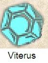 Viterus1