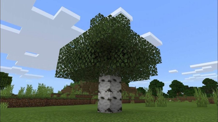 Birch