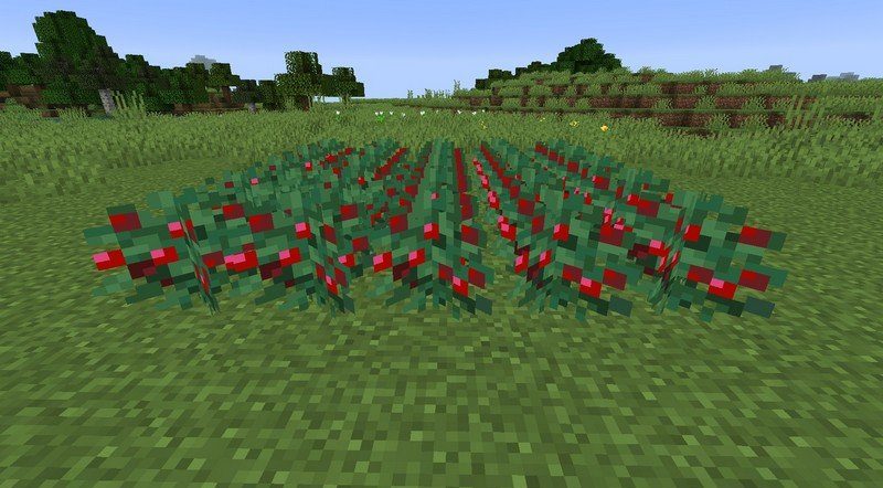 сладкие ягоды в Minecraft